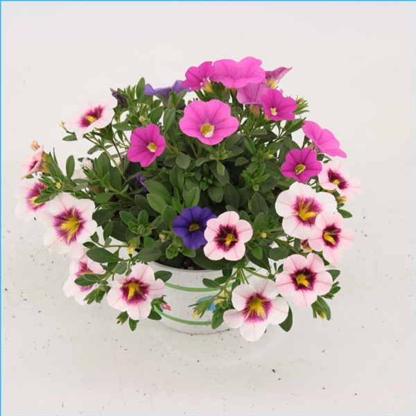 Calibrachoa Flamingo